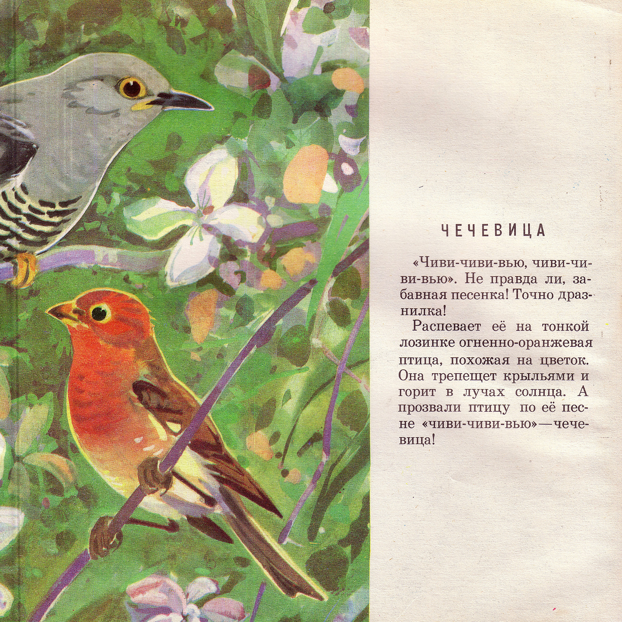 Приложение к книге Александра Баркова «Голоса весеннего леса»