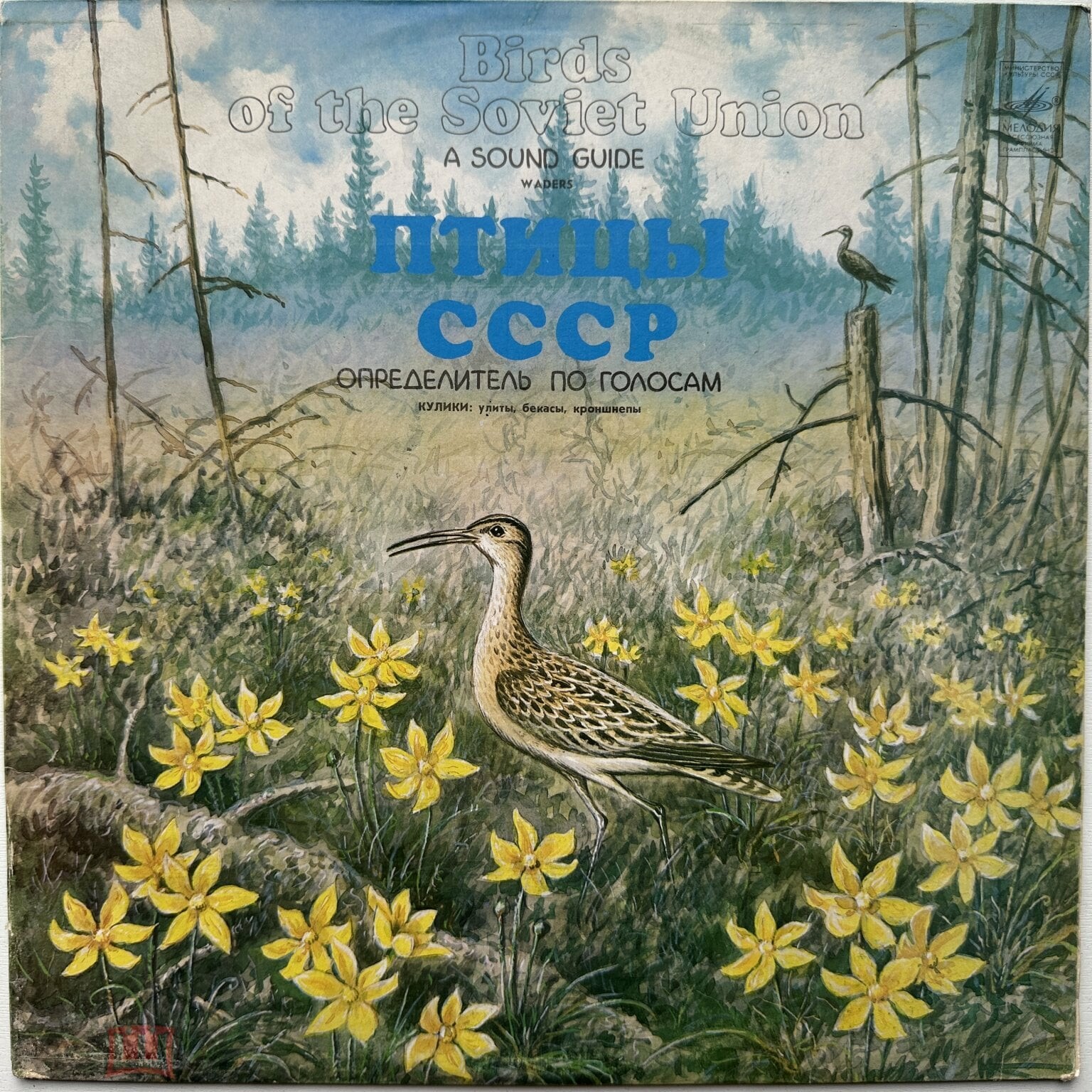 ПТИЦЫ СССР. Определитель по голосам (подготовлен Б. Вепринцевым)